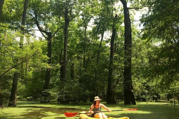 a person riding on the back of a boat next to a tree