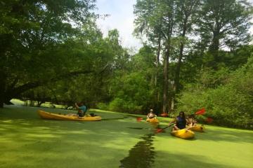 People kayaking in a swamp near New Orleans