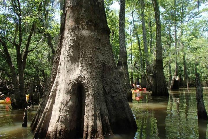 a tree next to a body of water